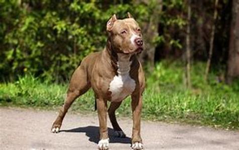 Doggie Food:  Tips On Good Nutrition for Your Dog