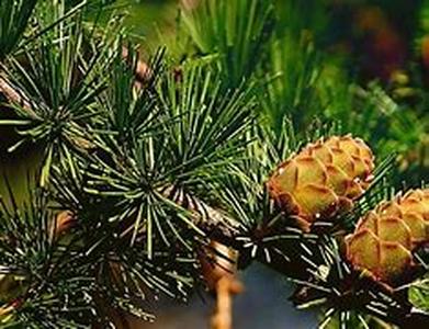 Can Rat Poison Cure Heart Attacks