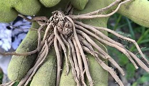 Ashwagandha- the Indian ginseng