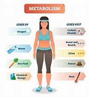 Discover All About The Atkins Diet - Also Know As The Low Carb Diet