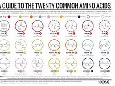 Amino Acid Metabolism