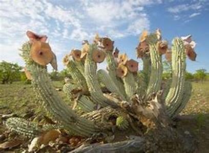 Hoodia Diet Pill: Hoodia Gordonii Or Voodoo To You And I