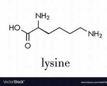 Lungs - The Respiration Necessity