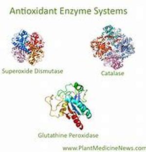 International Congress on Antioxidant Methods