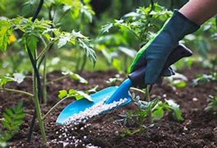 Organic Fertilizers