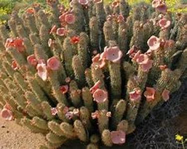 Hoodia Gordonii Can Give You Better Weight