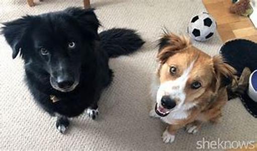 Dogs In The Cartoons