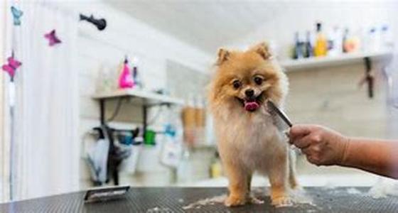 Separation Anxiety in Dogs
