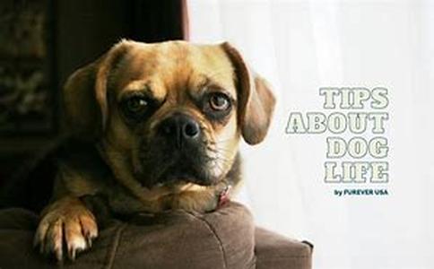Does Your Cat Have an Allergy