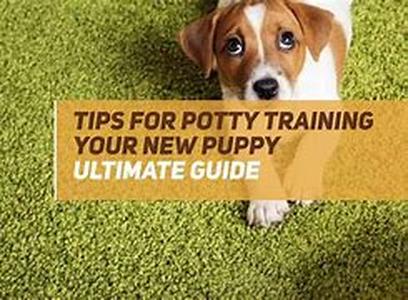 Pomeranian Standard:  Does Your Dog Measure Up and Does It Matter