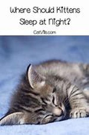 What You Need to Know about Persian Cat Care
