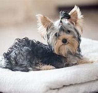 Can I Give My Dog The Flu