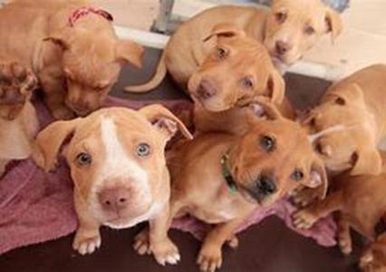 Choosing The Right Dog Food