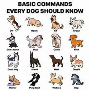 The Best Ways To Teach Your Puppy The English Language