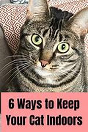 How To Help a Dog Suffering With Arthritis