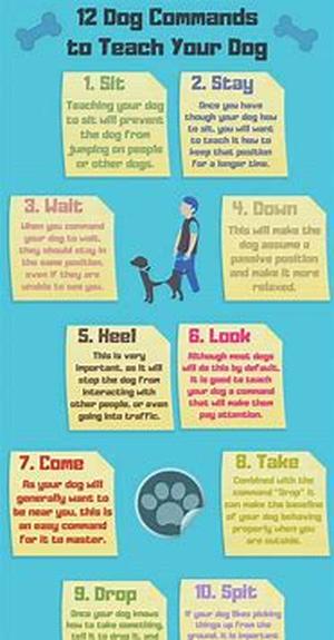 Dog Training
