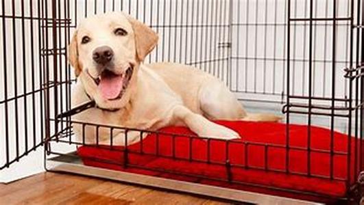 Dogs Are Gods Of Frolic