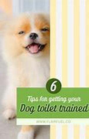 4 to 8 Dog Agility Jumps Makes Ideal Training