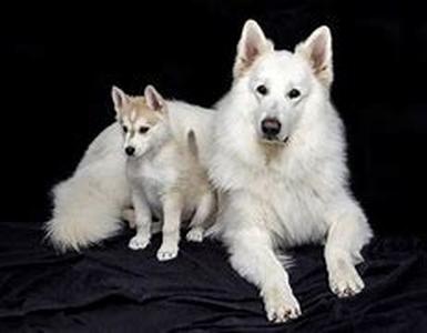 Pets - now legally protected