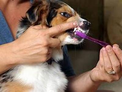 Dealing with loose aggressive dogs on walks