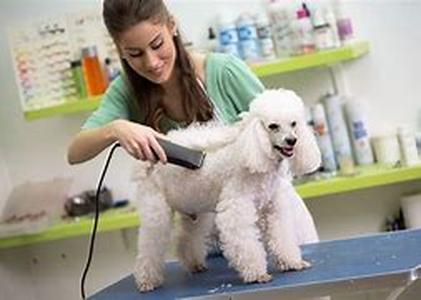 Sewing a Hobby or Profitable Business