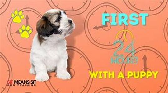 Your Dogs Instincts - A Modern Day Pet Or Primal Beast
