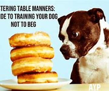Training Around Distractions