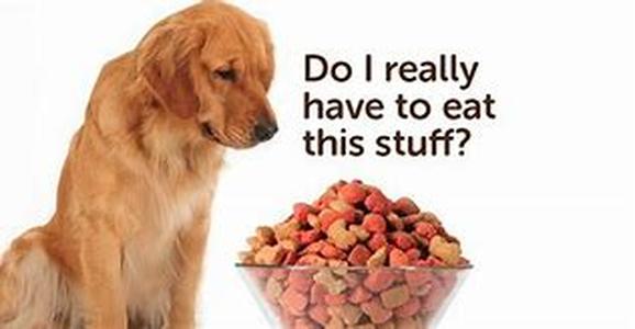 Facts about Dog Agility