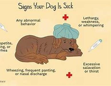How To Housebreak Your Puppy In Just 3 Easy Steps