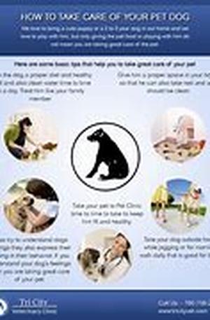 Consider All Factors:  Choosing the Family Dog