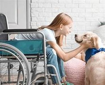 obedience training for dogs and puppies