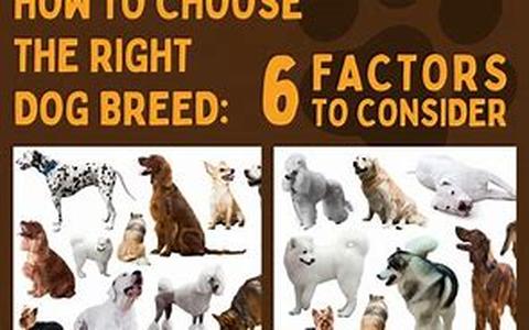 Caring for Dogs with Hypoallergenic Conditions