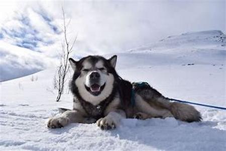 Agility Builds Confidence In Your Dog