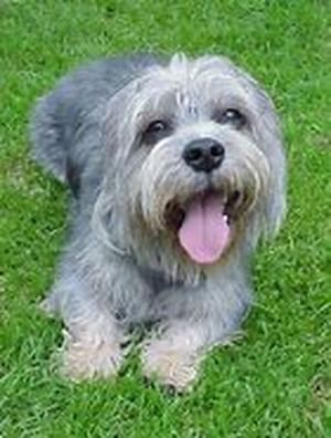 Cultivating Good Behaviour In Your New Puppy