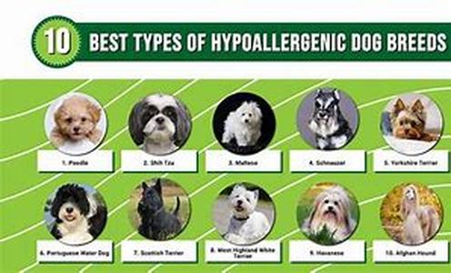 Lesser-Known Dog Breeds