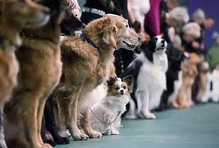 Diabetes: Could it be Affecting your Cat