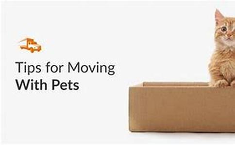 Tips On Buying A Dog