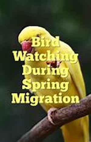 Bird Watching in Maine