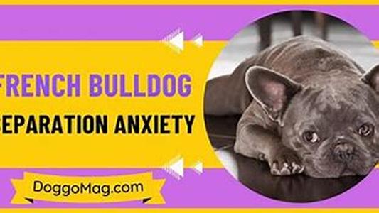 Breeds Of Hypoallergenic Dogs