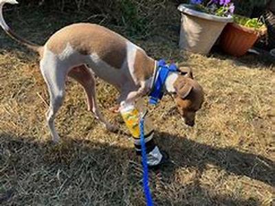 Boxer Dogs: Ten Things You May Not Know About Them