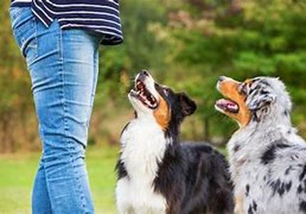 Dog Pregnancy Tips