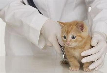 We may be pampering our pets to death