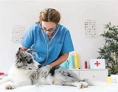 Pets - The Love That Exists Between Pets And Their Owners