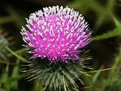 Flower Garden Ideas  I remember someone once said to me, a house no matter how small becomes lovely if it has flower gardens