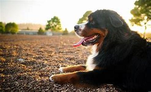 Why Not Consider The Manchester Terrier Dog