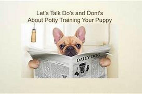 The Commands That Every Dog Owner Should Know That Will Lead To An Obedient Dog