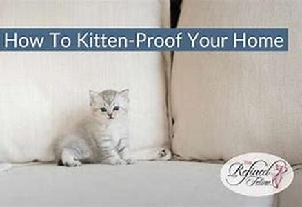 The Holidays and Your Cats Health