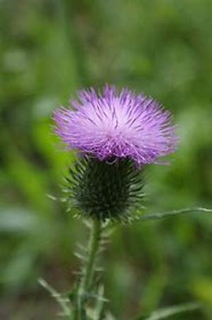 Flower Drying