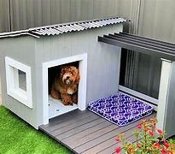 Accessories You Need Before Bringing Puppy Home