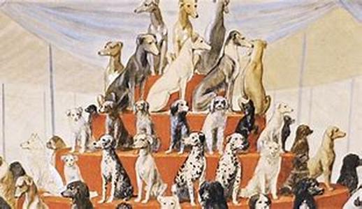 The Greyhound - Graceful, Sweet And Docile